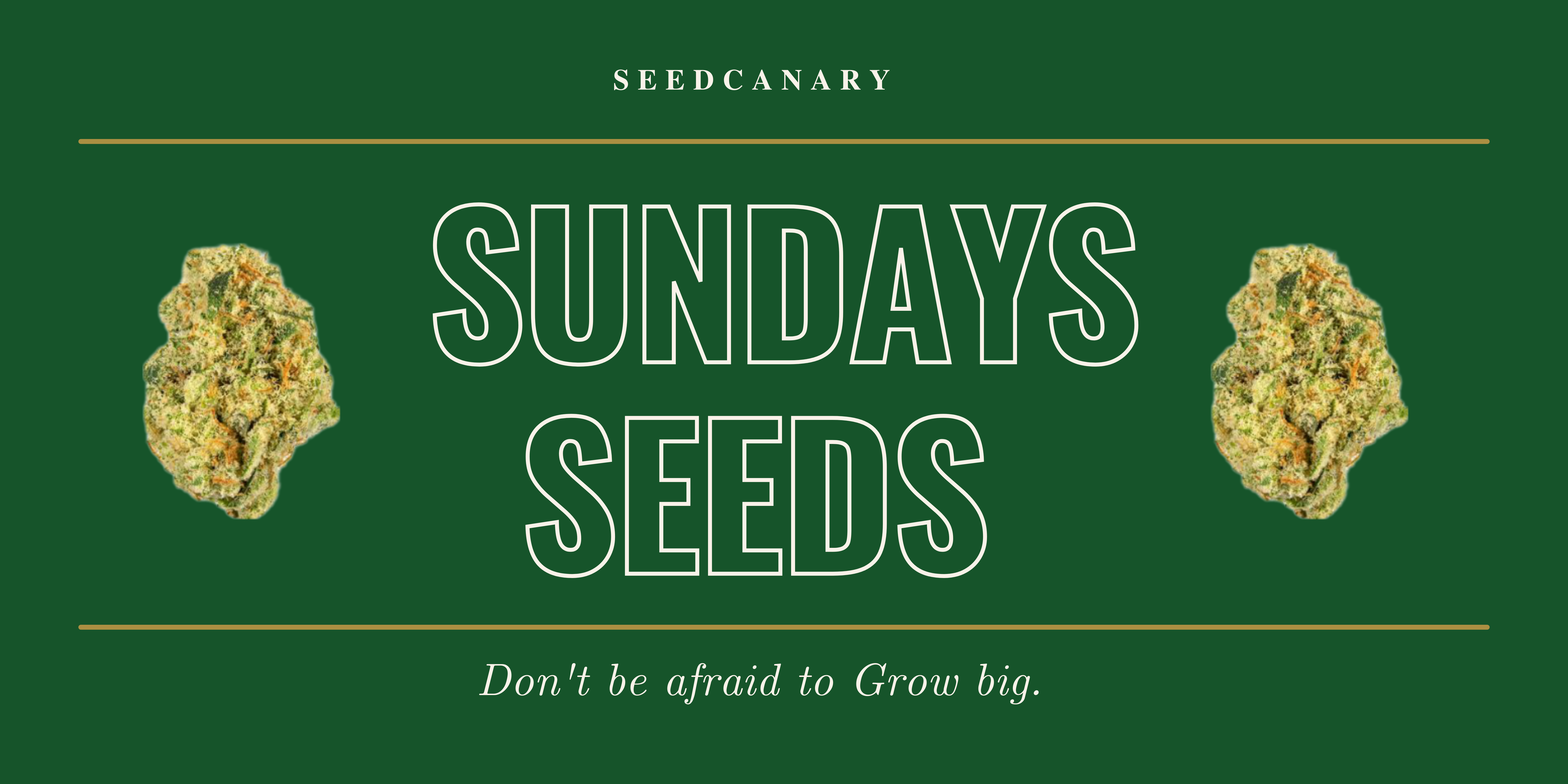 Sundays Seeds