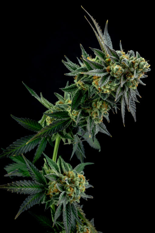 Tangerine Cookie Regular Seed 12 - Image 2