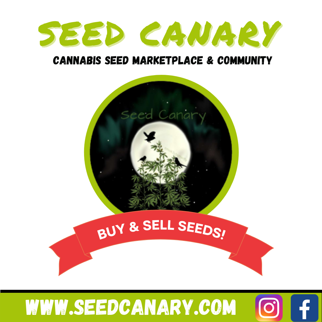 Best Places To Buy Marijuana seeds