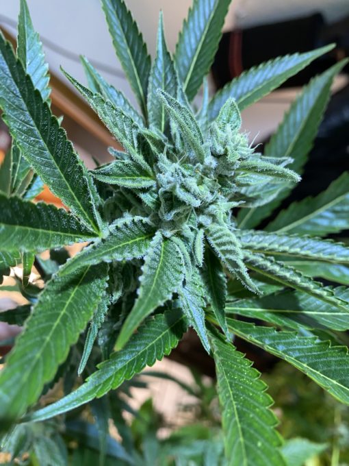 Atom Splitter F1 - (Headbanger x Sour D IBL) x Sour Power - Image 2