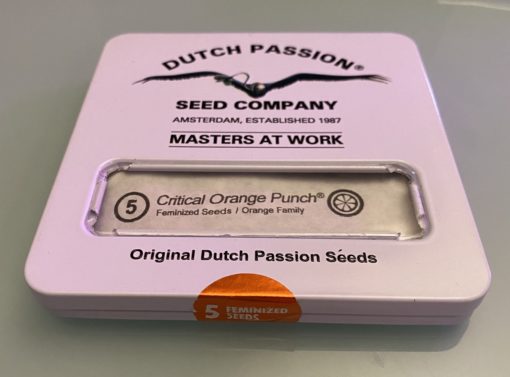 x5 Dutch Passion - "Critical Orange Punch"