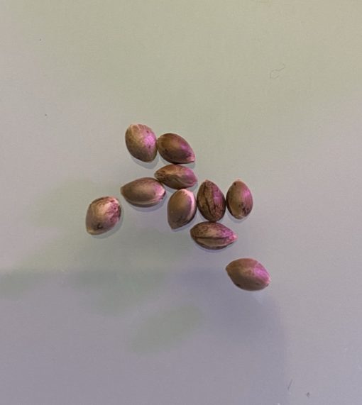 VVs Seeds - "Bruce Banner" Fast