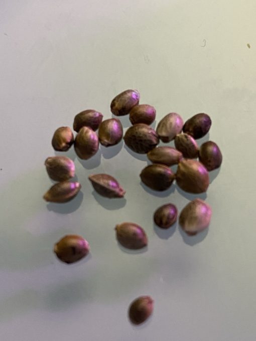VVs Seeds - "Jack Herer"