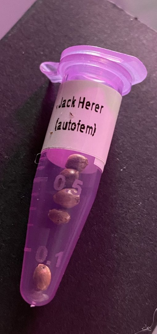 VVs Seeds - "Jack Herer" - Image 2