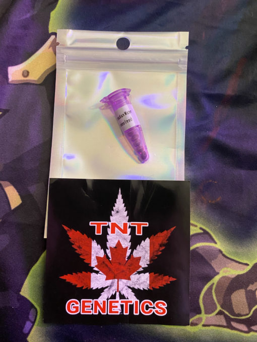Hi-Bred Seeds/ TNT Genetics - "Canadian Water Donkey"