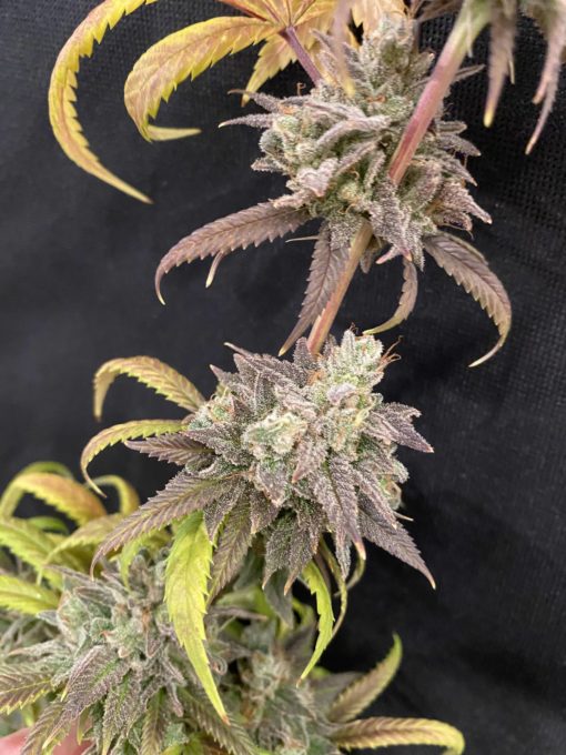 Citrus Sour - Jillybean x Sour Power OG - Image 3