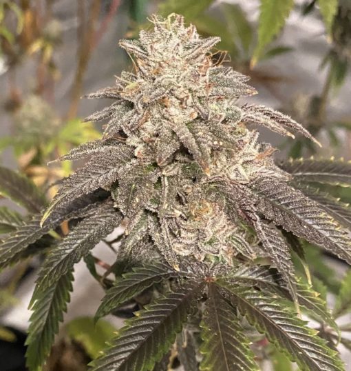 Atom Splitter F1 - (Headbanger x Sour D IBL) x Sour Power