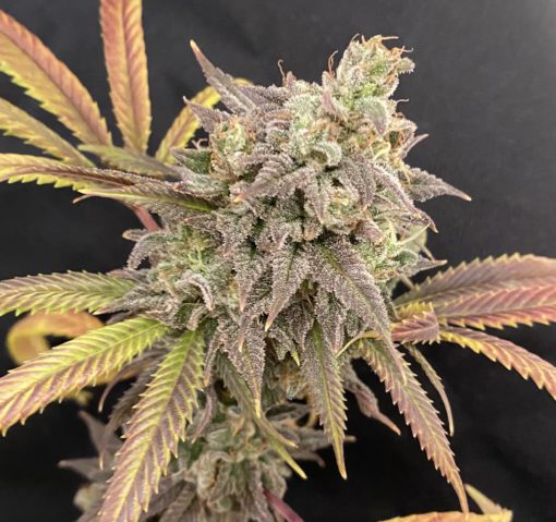 Citrus Sour - Jillybean x Sour Power OG - Image 2