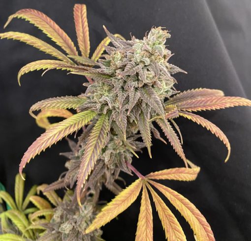 Citrus Sour - Jillybean x Sour Power OG