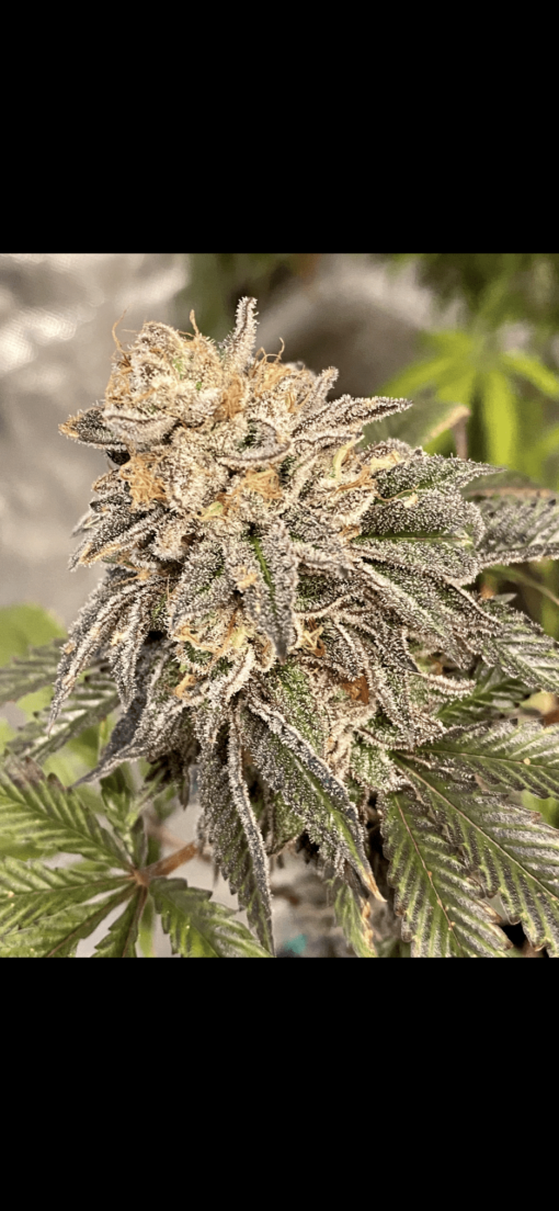 Atom Splitter F1 - (Headbanger x Sour D IBL) x Sour Power - Image 3