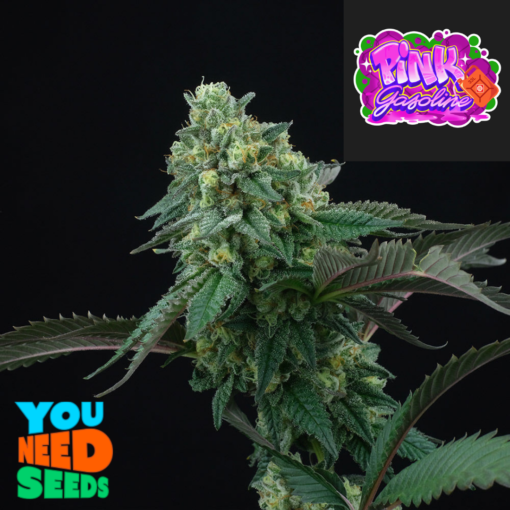 Pink Gasoline by Perfect Tree