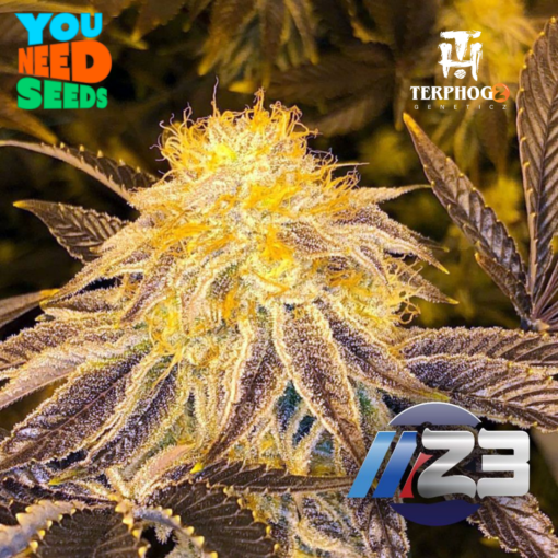 Z3 - TerpHogz