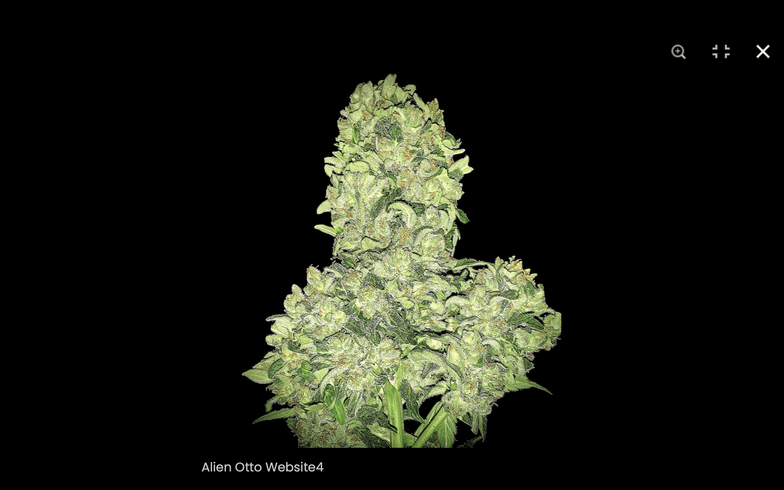 Alien Otto (Autoflower) Feminized 12 Seeds - Image 2