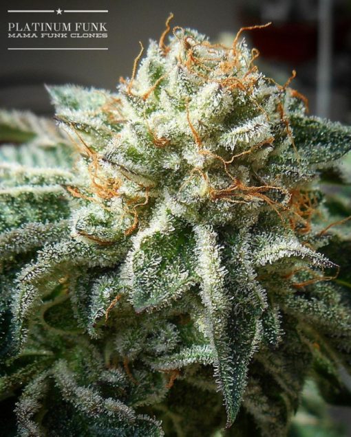 Platinum Funk Rooted Clones (3 Pack!)