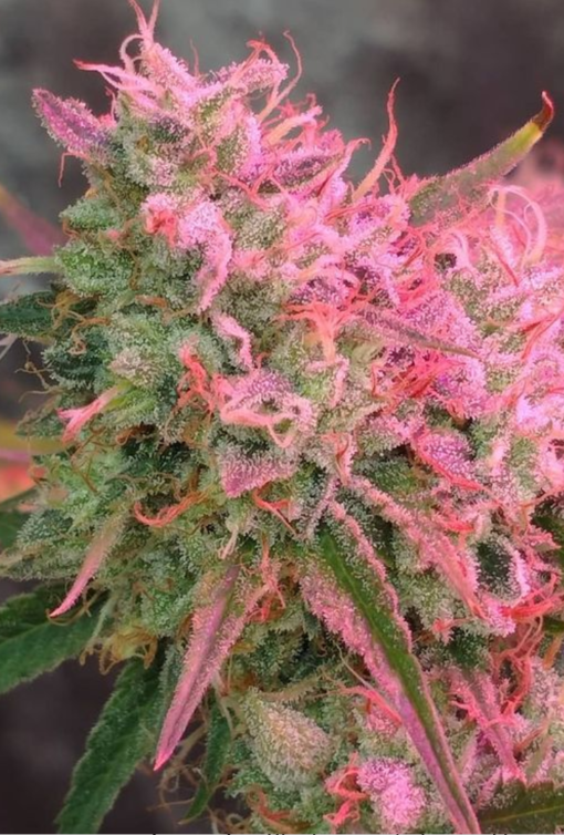 Starberry bx - Image 2