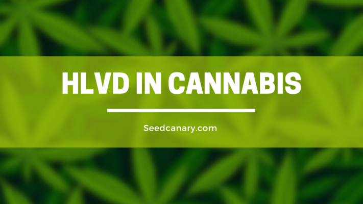 HLVD in Cannabis