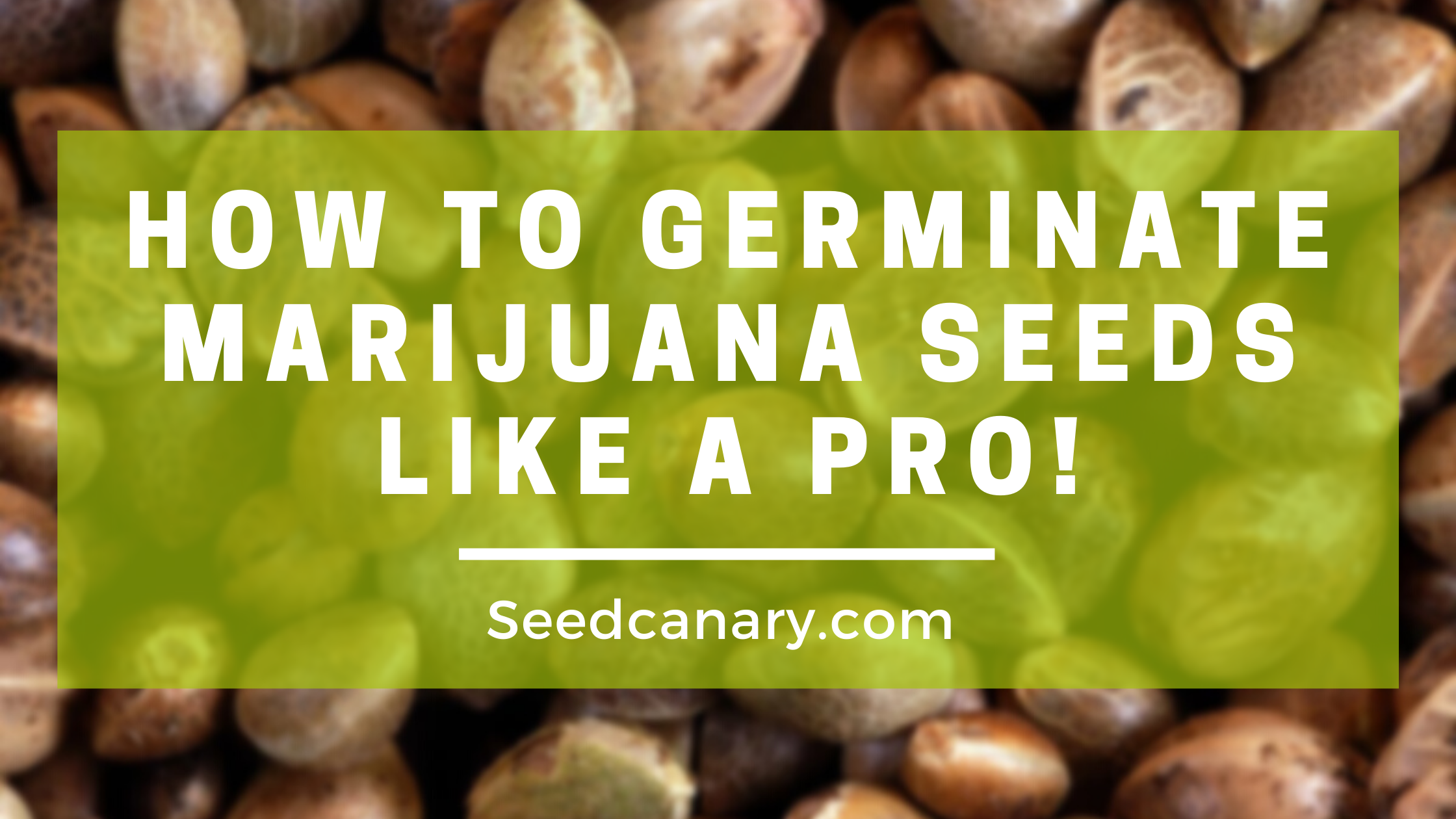 How to germinate Marijuana seeds The Best Way Seed Canary
