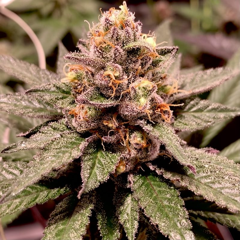 Sweet Nasty (GMO x Strawberries & Cream F2) Seed Canary