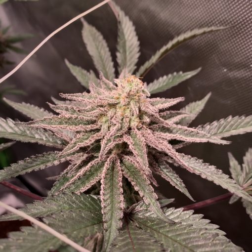 McBerries (MAC1 x Strawberries & Cream F2)