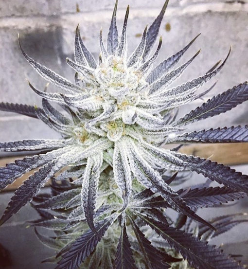 Banana Punch