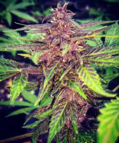 Fragrance, aroma and taste of excellent cannabis feminized Panama Red