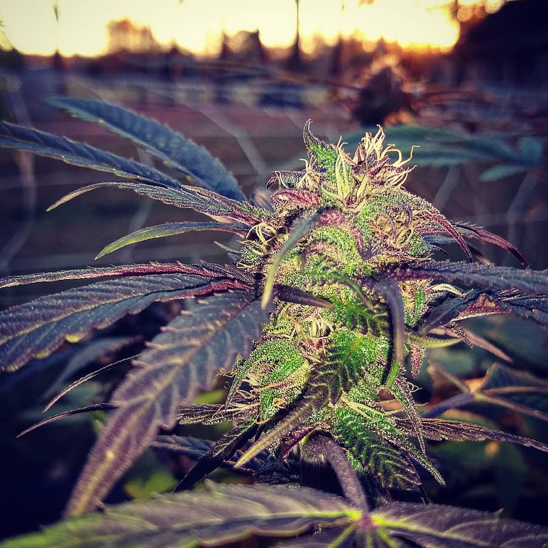 Medgrow Farm