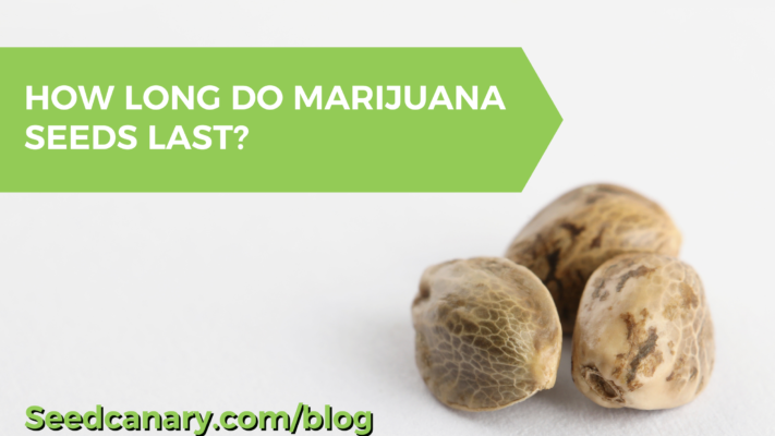 how long do marijuana seeds last