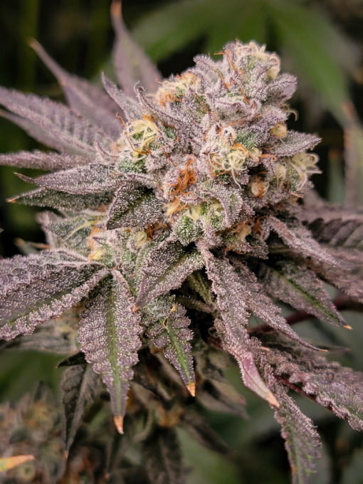 Joker Juice - 10pk Feminized w/ Freebies - Image 3