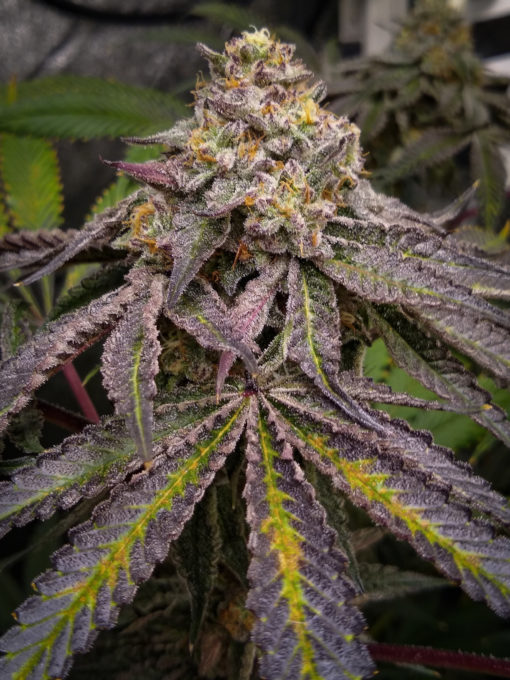 Joker Juice - 10pk Feminized w/ Freebies