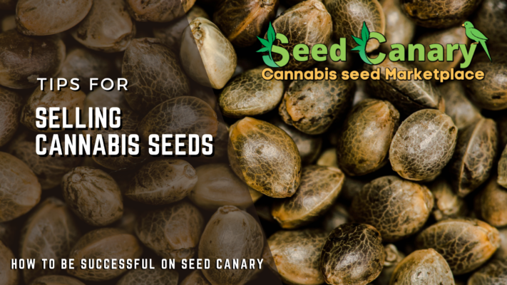 Selling Cannabis seeds