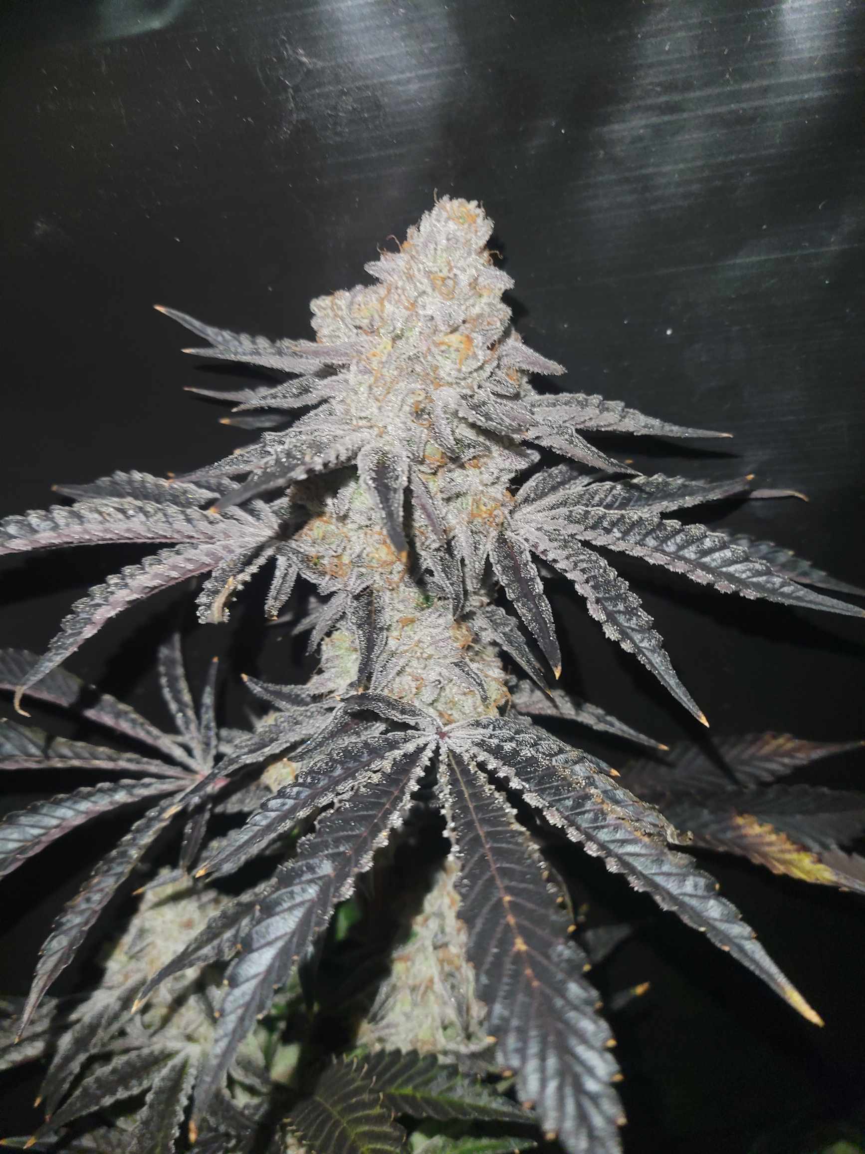 South Valley Seeds & Genetics