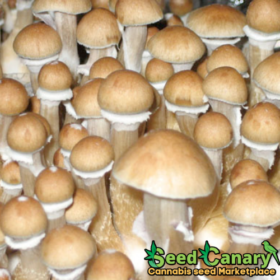 PES Hawaiian Spore Syringe