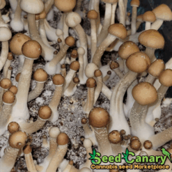 PE Uncut Spore Syringe