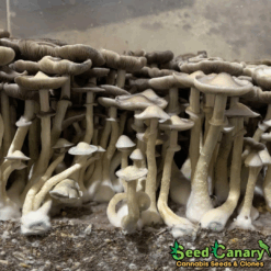 APE Revert Spore Syringe