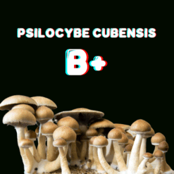 B+ Mushroom Spore Syringe