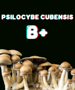 B+ Mushroom Spore Syringe