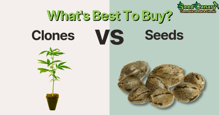 cannabis clones vs seeds