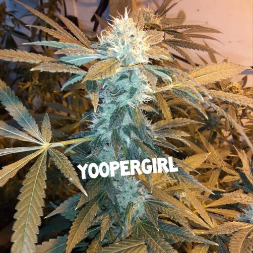 Yooper Girl (U-per girl) - Image 2