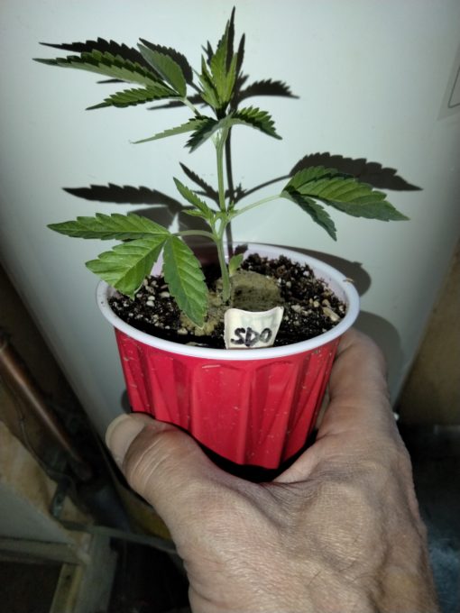 Sour Diesel (Weasel's cut)