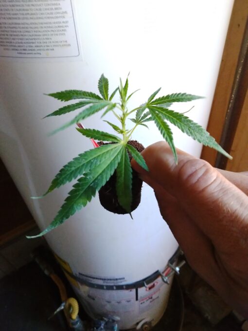 AK47 - Cherry Phenotype! - Image 2
