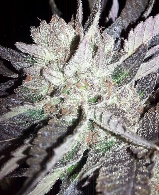 Cherry Pie - Cookie Family Clone Only