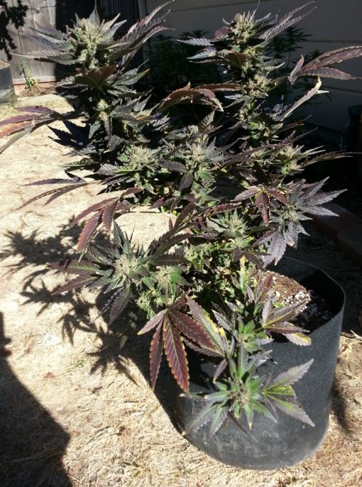 Cherry Pie - Cookie Family Clone Only - Image 2
