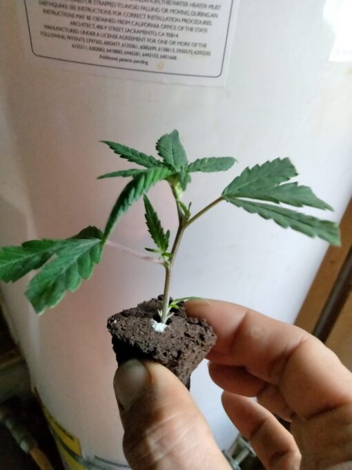 Grapefruit - Rare Clone Only! - Image 2