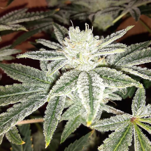 Mandarin cookies