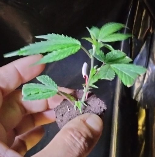Massachusetts Super Skunk