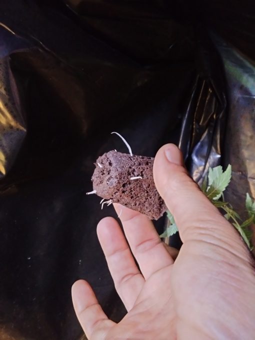 Romulan Grapefruit (Dark Heart Nursery) - Image 2