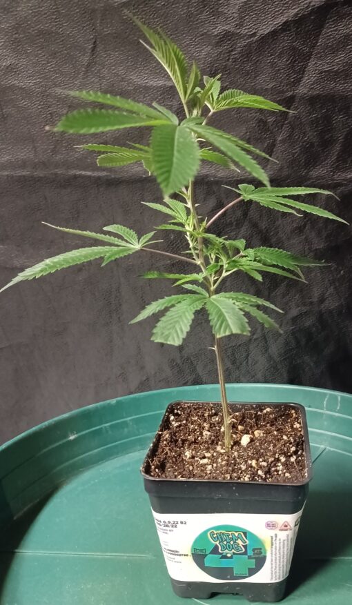 Chem 4, Verified/Tested Chemdog Smash Hits Canna Provisions Clone Only Cut