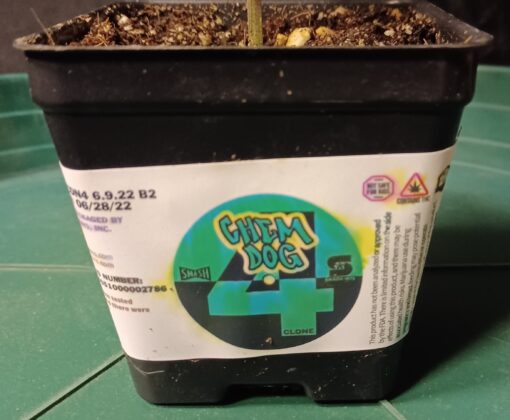 Chem 4, Verified/Tested Chemdog Smash Hits Canna Provisions Clone Only Cut - Image 3