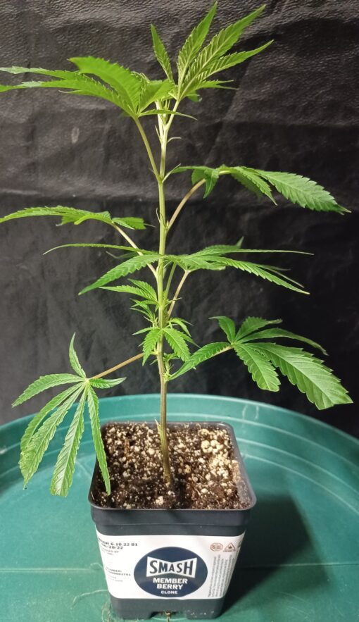 Member Berry, Verified/Tested Chemdog Smash Hits Canna Provisions Clone Only Cut