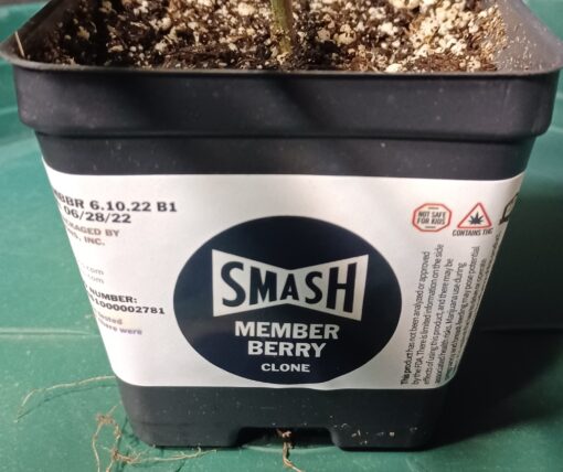 Member Berry, Verified/Tested Chemdog Smash Hits Canna Provisions Clone Only Cut - Image 2